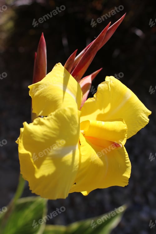 Preview: A Lemon Punch Canna Lily Plant With Saffron Flowers 5687