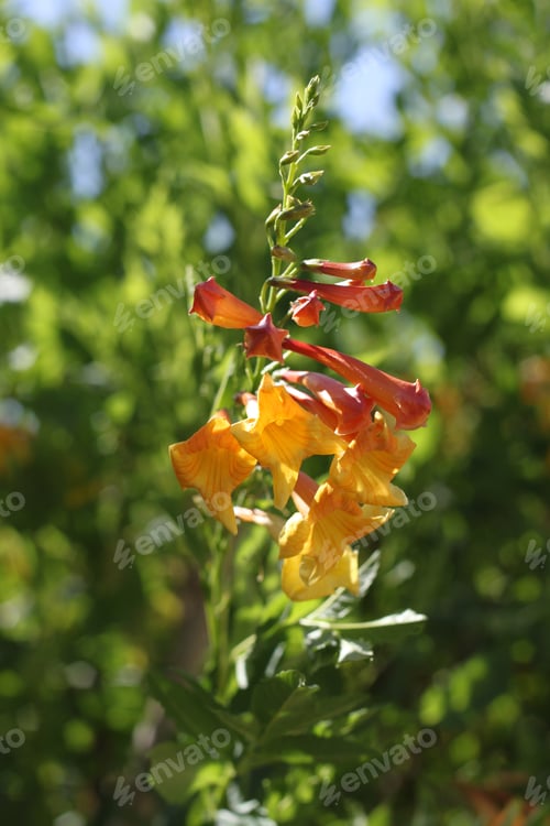 Preview: Clumps Of Orange Trumpet Vine Flowers 6996