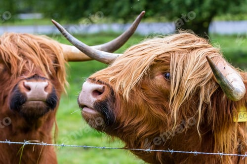 Preview: Young Highland Bull In Fresh Green Grass In The Scottish Highlands