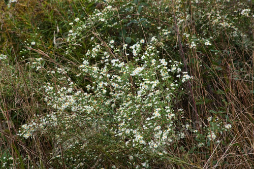 Preview: White Wildflowers Growing Outdoors In Nature