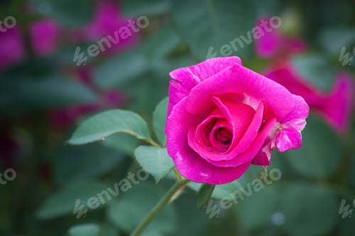 Preview: Red Rose Bud Beginning To Bloom