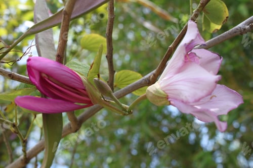 Preview: Purple Orchid Tree Flowers 5149