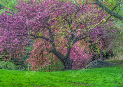 Preview: Spring In Central Park, New York City With Japanese Cherry Trees