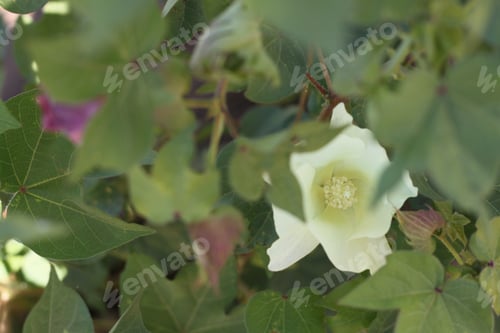 Preview: Cotton Plant Bushes With White Flowers 7818