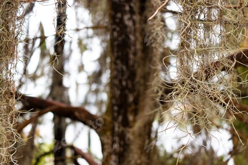 Preview: Closeup Of Spanish Moss Hanging From Tree Branches