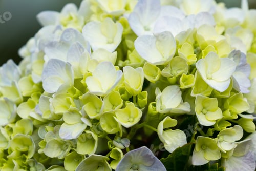 Preview: Close Up Of A Beautiful Hydrangea With Tightly Grouped Flowers As A Natural Beautiful Bouquet