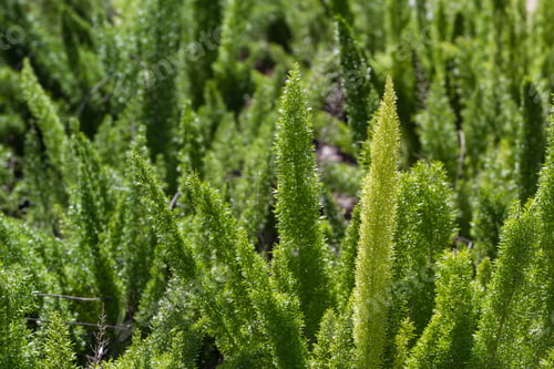 Preview: Decorative Plant In Spring With A Bright Green Color