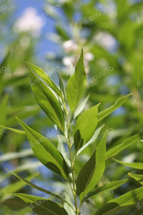 Preview: A Chitalpa Tree With White Flowers 9438