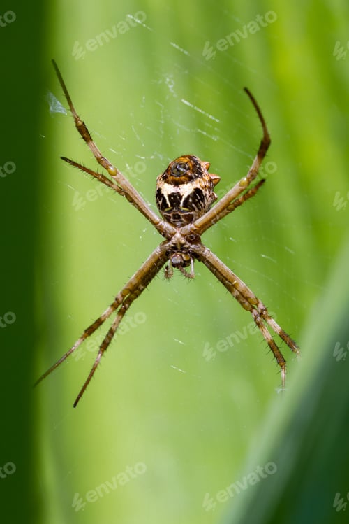 Preview: Close Up Of A Large Spider On Its Web With A Bright Green Leaf In The Background, Photo Taken In
