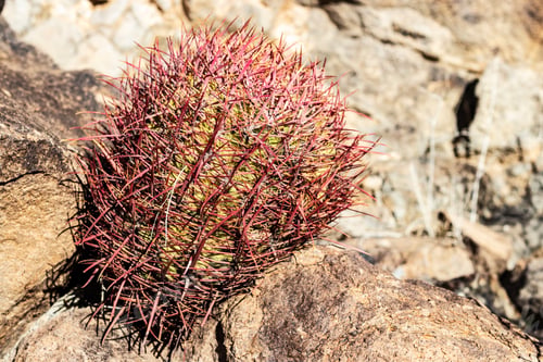 Preview: Red Barrel Cactus