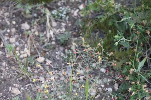 Preview: A Clump Of Desert Rock Pea Flowers 8756