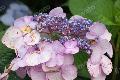 Preview: Purple Hydrangea Outdoors In A Garden