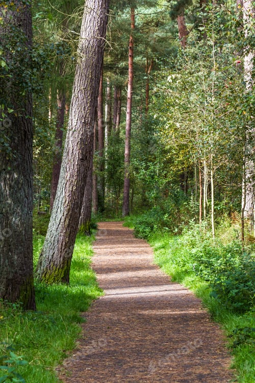Preview: Beautiful Nice Easy Walk In The Pine Forest Of The Devilla Forest In The Kingdom Of Fife, Scotland