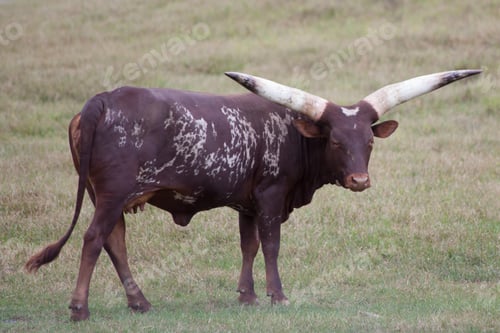 Preview: Ankole Longhorn Cow In A Field Of Grass
