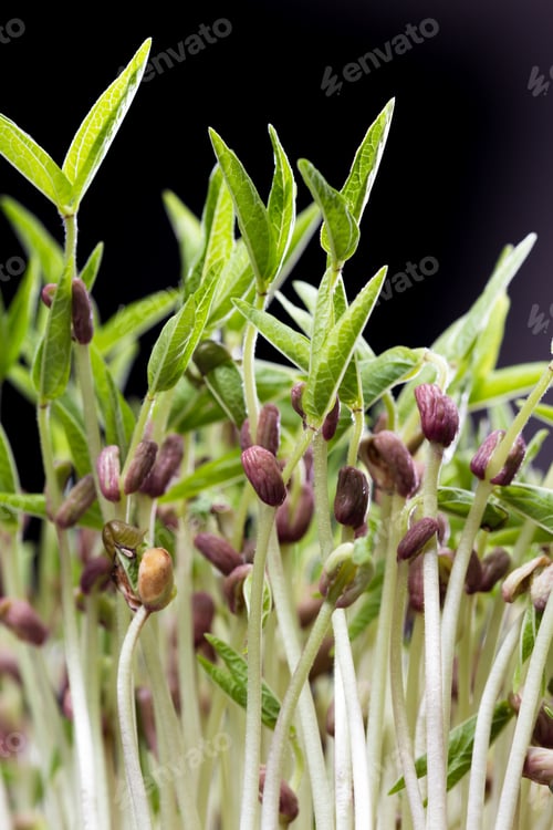 Preview: Close Up Of A Group Of Green Soybean Sprouts With Long Stems And Green Leaves