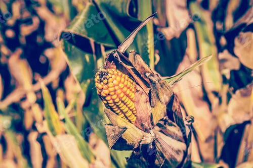 Preview: Corn Field