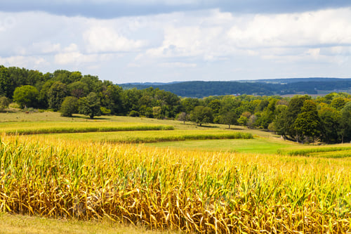 Preview: American Countryside Corn Field With Stormy Sky
