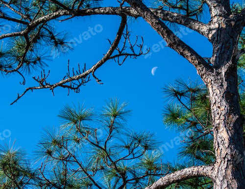 Preview: The Half Moon In The Morning Sky With Pine Trees In The Foreground