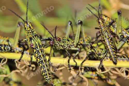 Preview: Grasshopper - African Insect Background - Natural Pest Of Color