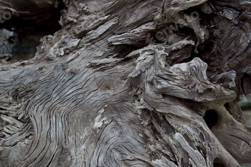 Preview: Driftwood