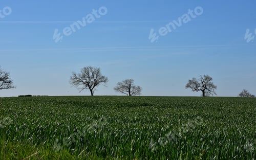 Preview: Fantastic Fields With Growing Green Crops And Occasional Trees.