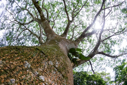 Preview: Looking Up Perspective Of A Large Guanacaste Tree Using A Wide Angle Lens Capturing The Large Trunk
