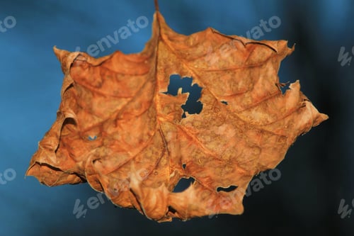 Preview: Fall Leaf Background - Colors In Nature - Delicate Autumn