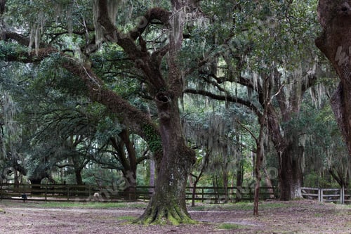 Preview: Live Oak Tree With Spanish Moss