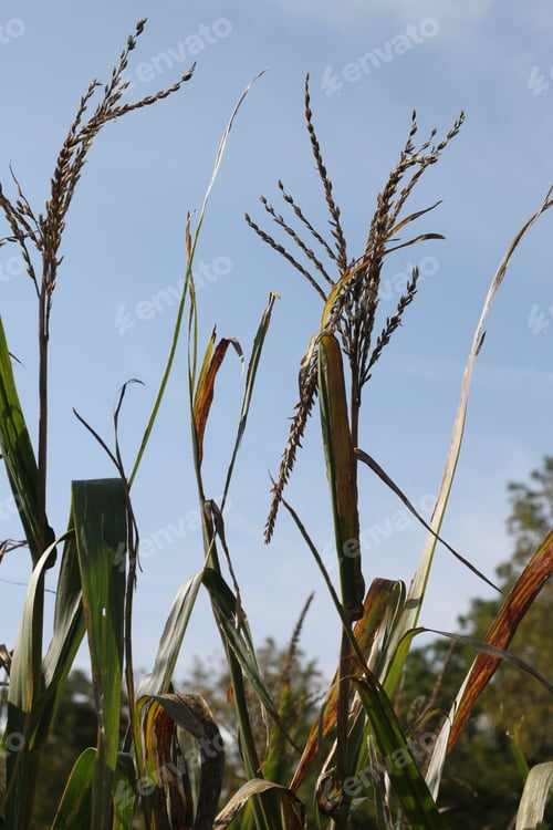 Preview: Tall Corn Plants Growing In An Agricultural Field Under A Clear Blue Sky. 3409