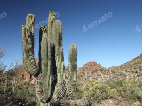 Preview: Saguaro National Park Near Tucson, Az