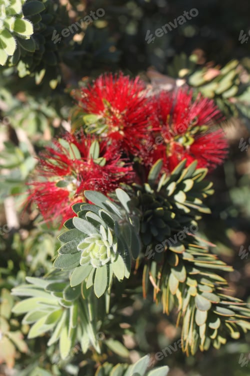 Preview: A Pohutukawa Plant With Green Leaves And Bright Red Flowers 2927