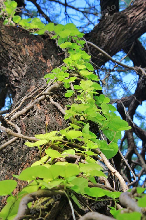 Preview: Green Creeper - Nature Background From Africa - Wonder Of Life