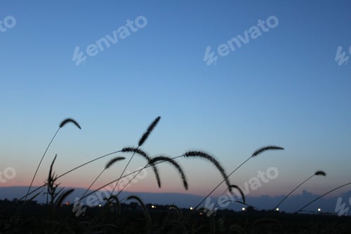 Preview: Feathery Plumes Of Tall Grass Under A Colorful Sky. 2416