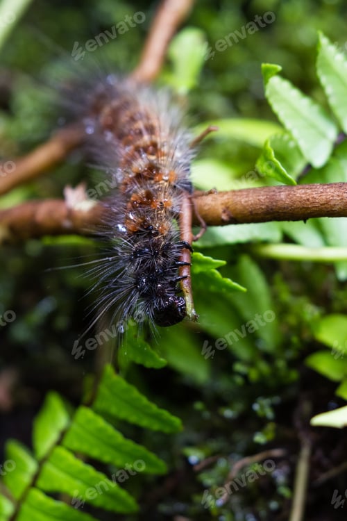 Preview: Close Up Of A Large Caterpillar In The Cloud Forest Of Costa Rica