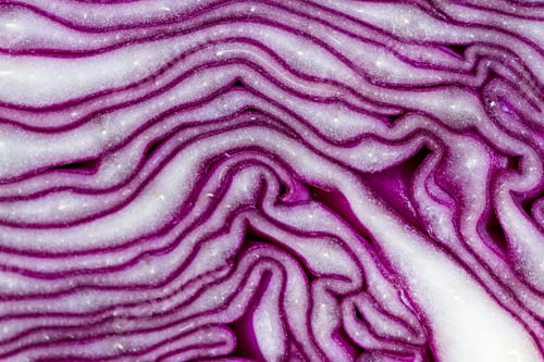 Preview: Closeup Of A Sliced Head Of Purple Cabbage With An Interesting Pattern