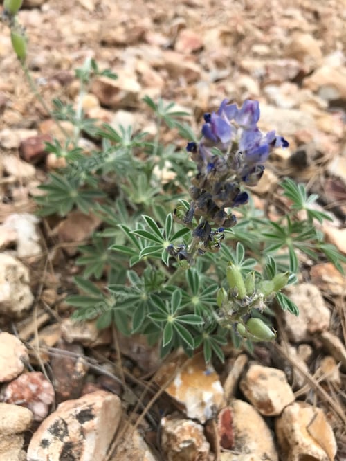 Preview: A Lupinus Sparsiflorus Plant With Blue Flowers 4667