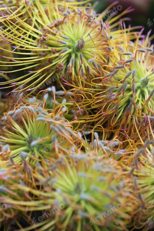Preview: A Cluster Of Yellow Bird Nodding Pincushion Flowers 7449