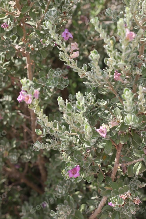 Preview: A Barometerbush Plant With Purple Flowers 0678