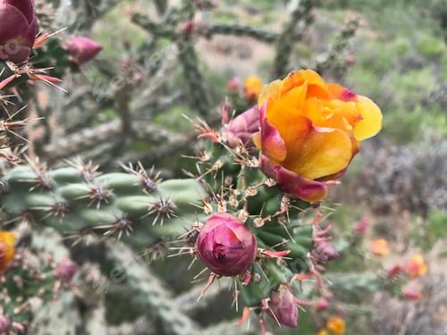 Preview: Vibrant Cactus Flower Blooming in the Desert Sun