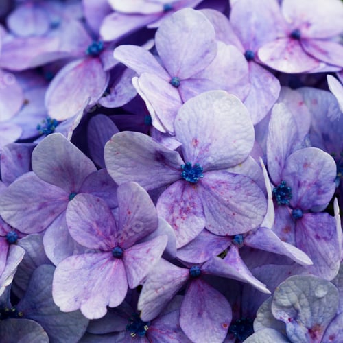 Preview: Close Up Of A Beautiful Hydrangea With Tightly Grouped Flowers As A Natural Beautiful Bouquet