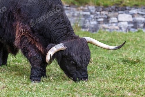 Preview: Close Up Of An Adult Highland Cow In A Field With Fresh Green Grass Late Summer In The Scottish