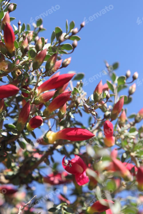 Preview: A Desert Penstemon Bush With Bright Pink Flowers 6534