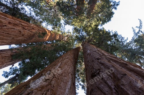 Preview: Looking Up Perspective Of A Grouping Of Giant Sequoias In The Sequoia National Park In California