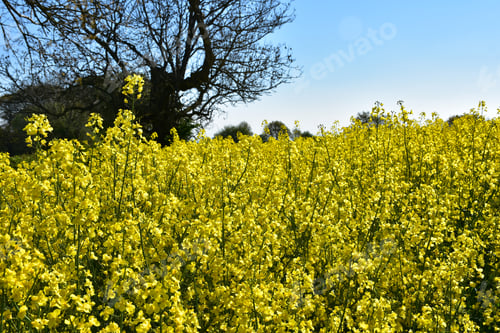 Preview: Pretty Yellow Field Filled With Flowering Rape Seed.