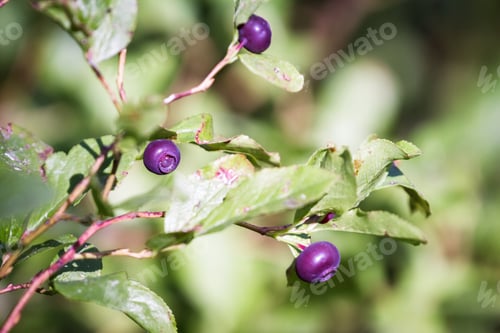 Preview: Fresh Ripe Huckleberries On The Plants In The Forests Of Southern Oregon