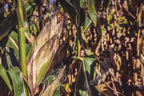Preview: Corn Field (Patch)