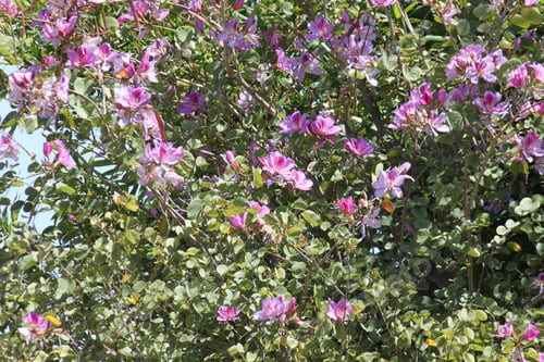 Preview: An Orchid Tree With Pink And Purple Flowers 9139