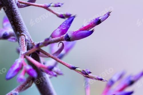 Preview: Close Up Of A Blooming Plant With A A Soft Texture In The Rain Forest Of Costa Rica