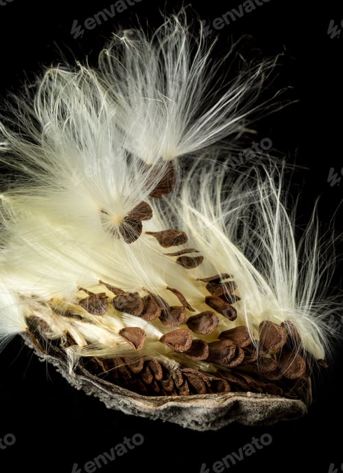 Preview: Highly Detailed Macro Image Of The Seed Pod From Swamp Milkweed Flower Asclepias Incarnata Which