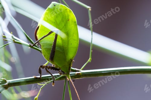 Preview: Details On A Leaf Bug With Very Intricate Pattern And Realistic Leaf Green Color Found In The